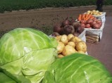 Отборные картошка, морковь, свекла, капуста и другие овощи от поставщика в Алтайском крае / Омск