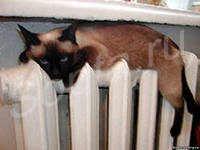 ��������� � ����� � ������� �����, ����������